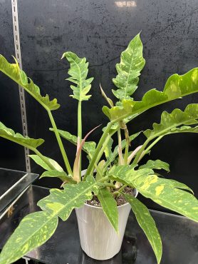 フィロデンドロン/新入荷|「フローリスト大久」　（三重県伊賀市の花屋）のブログ